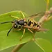 Wasp Exterminator