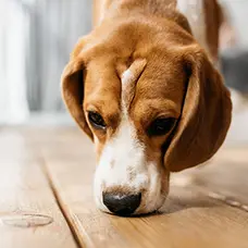 K9 Detection